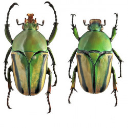 Zootaxa Coleoptera 2016...