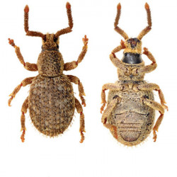 Zootaxa Coleoptera 2014...