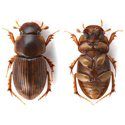 Zootaxa Coleoptera 2022...