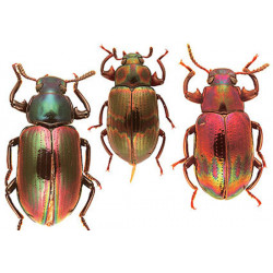 Zootaxa Coleoptera 2021...