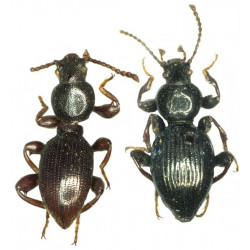 Zootaxa Coleoptera 2012...
