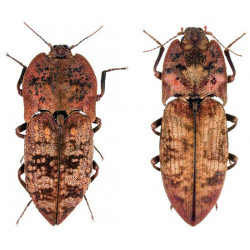 Zootaxa Coleoptera 2010...
