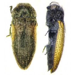 Zootaxa Coleoptera 2009...