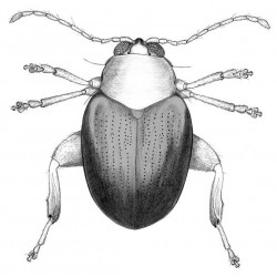 Zootaxa Coleoptera 2008...