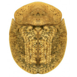 Zootaxa Coleoptera 2007...