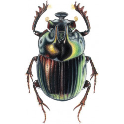 Zootaxa Coleoptera 2003...