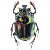 Zootaxa Coleoptera 2003 collection