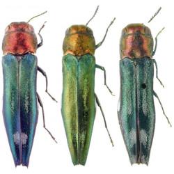 Zootaxa Coleoptera 2001...