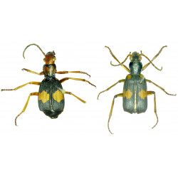 Zootaxa Coleoptera 2019...